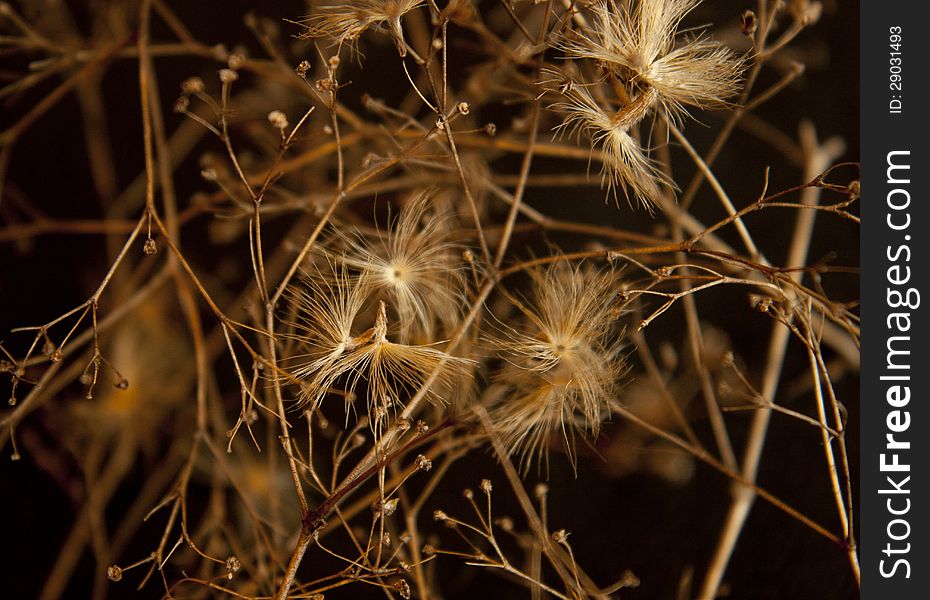 Natural Background. Dried Flowers.