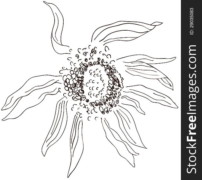 Sketch of sunflower in black and white. Sketch of sunflower in black and white