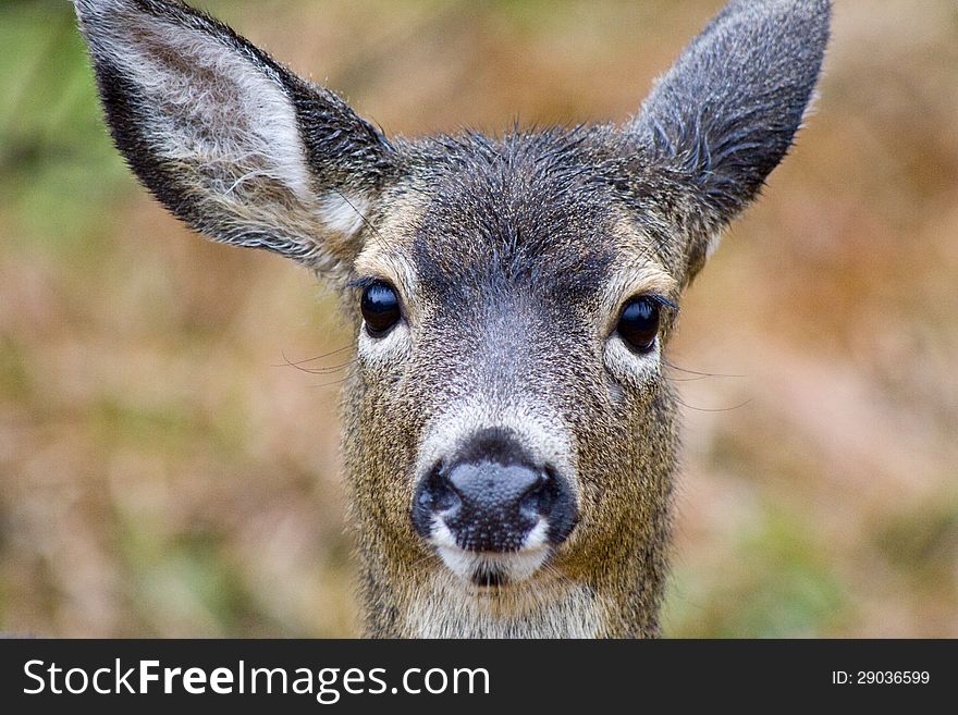 This is a shot of a deer in a field. This is a shot of a deer in a field.