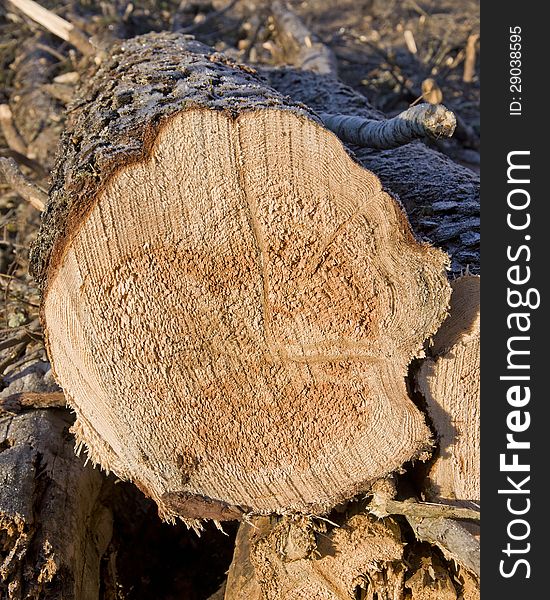 Fresh cut pine log during a loggin operation