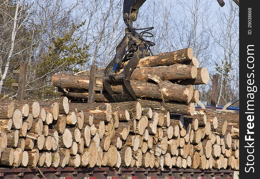 Stacking freshly cut pine logs. Stacking freshly cut pine logs