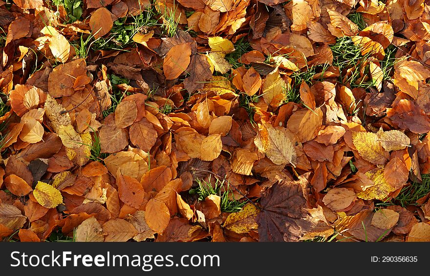 yellow and orange fallen leaves on green grass. yellow and orange fallen leaves on green grass