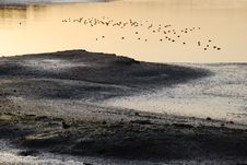 Free Wetland With Water Fowl Of Back Bay Near Newport Beach, CA Stock Image - 29040531