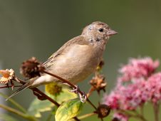 Chaffinch On Flowers Stock Photo