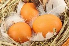Eggs In Basket Stock Image Eggs In Basket Stock Image