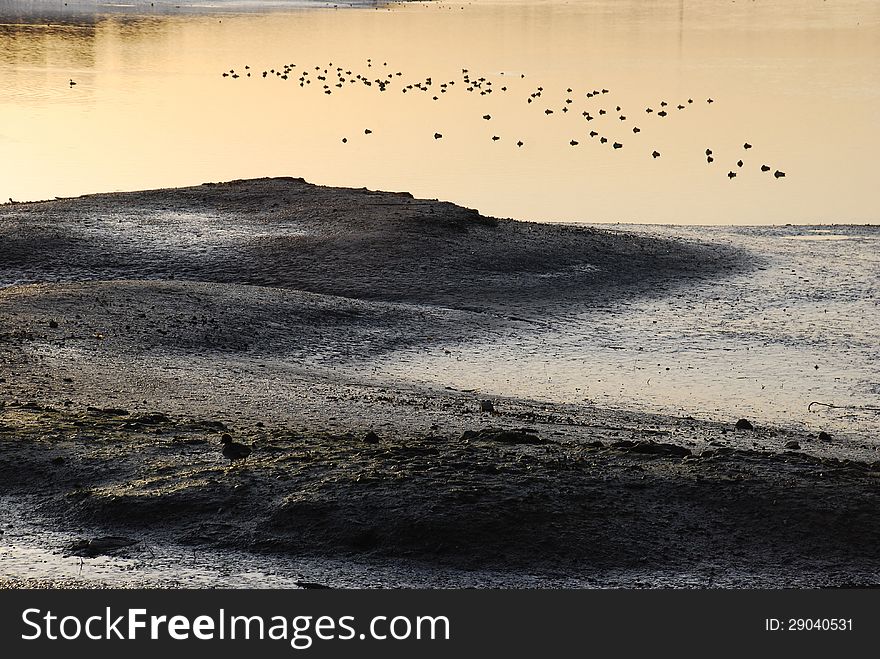 Wetland With Water Fowl Of Back Bay Near Newport Beach, CA