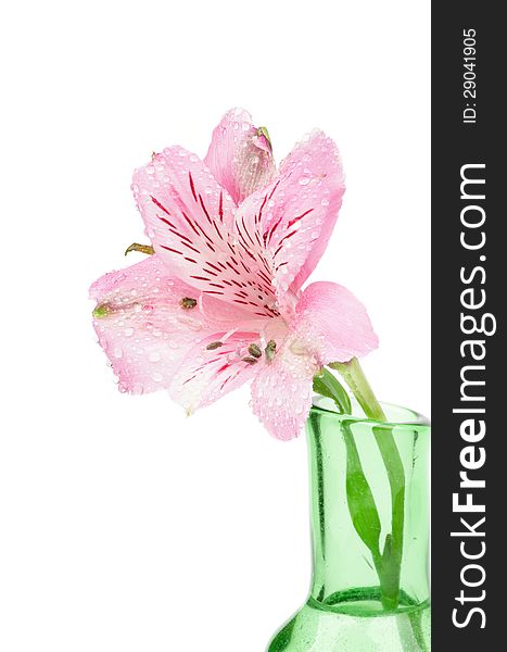 Single Beautiful Pink Alstroemeria with Droplets in Green Vase isolated on white background. Single Beautiful Pink Alstroemeria with Droplets in Green Vase isolated on white background