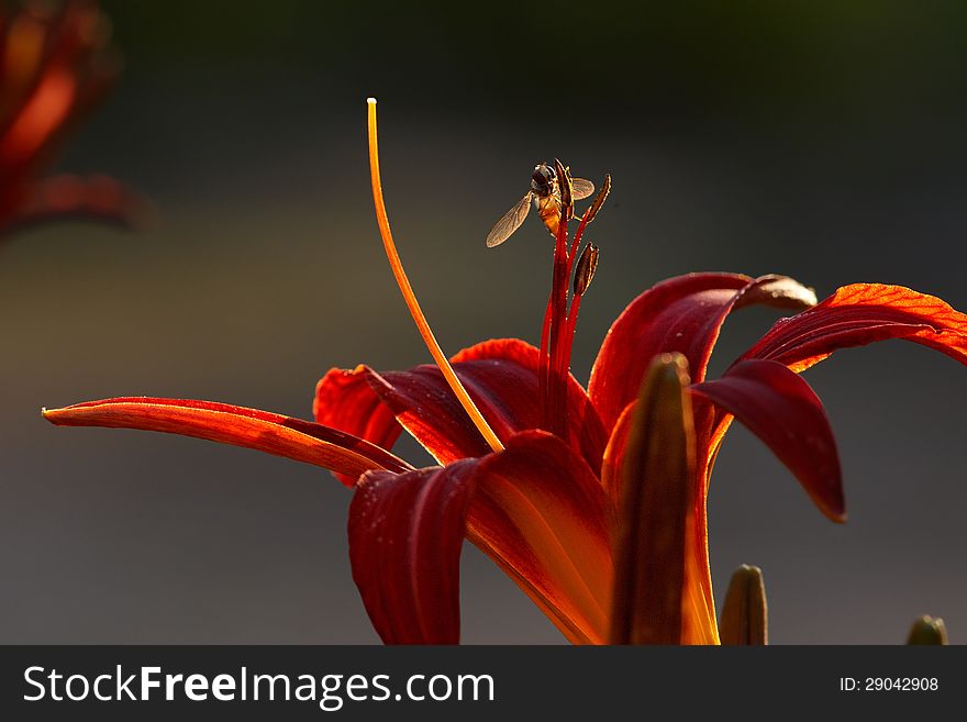 Red Lily With Fly