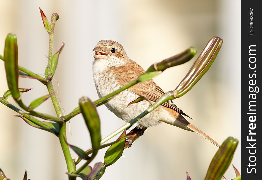 Shrike licked after dinner on lily. Shrike licked after dinner on lily