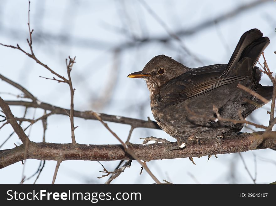 Blackbird female on tree branch. Blackbird female on tree branch
