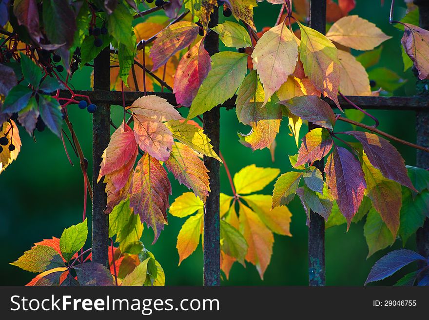 Autumn vines twist around the metal fence. Autumn vines twist around the metal fence