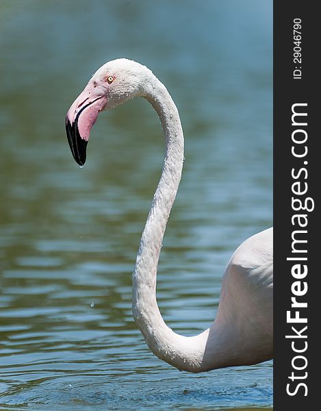 Flamingo in Pont de Gau ornithological park, France. Flamingo in Pont de Gau ornithological park, France