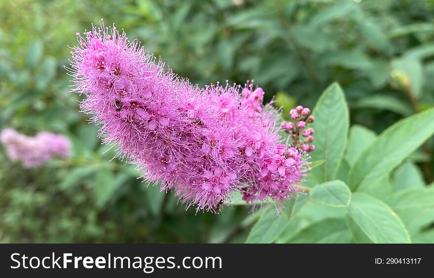 Beautiful  lilac wild flowers on the shrub, macro