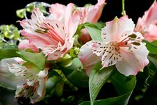 Bouquet Of Pink Lilies On A Black Background Royalty Free Stock Photos Bouquet Of Pink Lilies On A Black Background Royalty Free Stock Photos