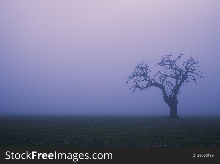 A bare and lonely tree looks  in thick fog. A bare and lonely tree looks  in thick fog.