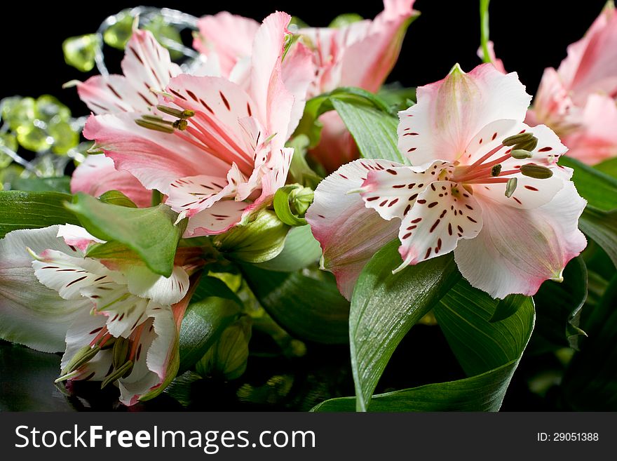 Bouquet of pink lilies on a black background