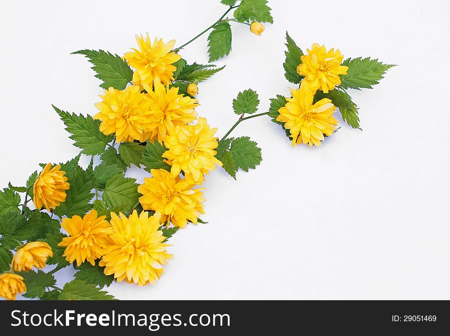 Pretty spring flowers on white background