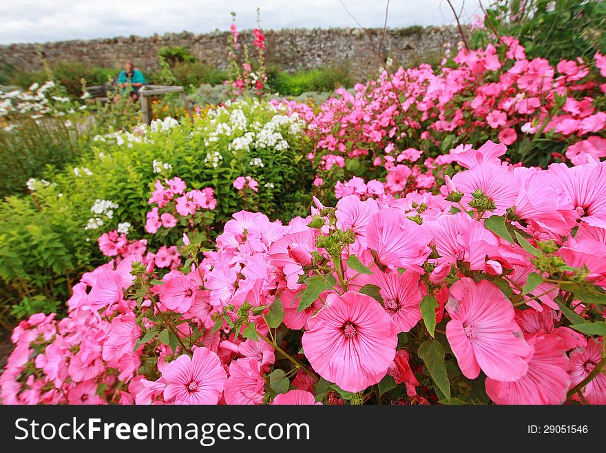 Beautiful Pink Garden Flowers
