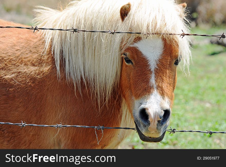 An adorable little miniature sized pedigree pony looking through the barbed wire fencing of his farm yard paddock. He was a little stallion, very friendly and very tame which allowed a close up shot of his cute face,details and features. An adorable little miniature sized pedigree pony looking through the barbed wire fencing of his farm yard paddock. He was a little stallion, very friendly and very tame which allowed a close up shot of his cute face,details and features.