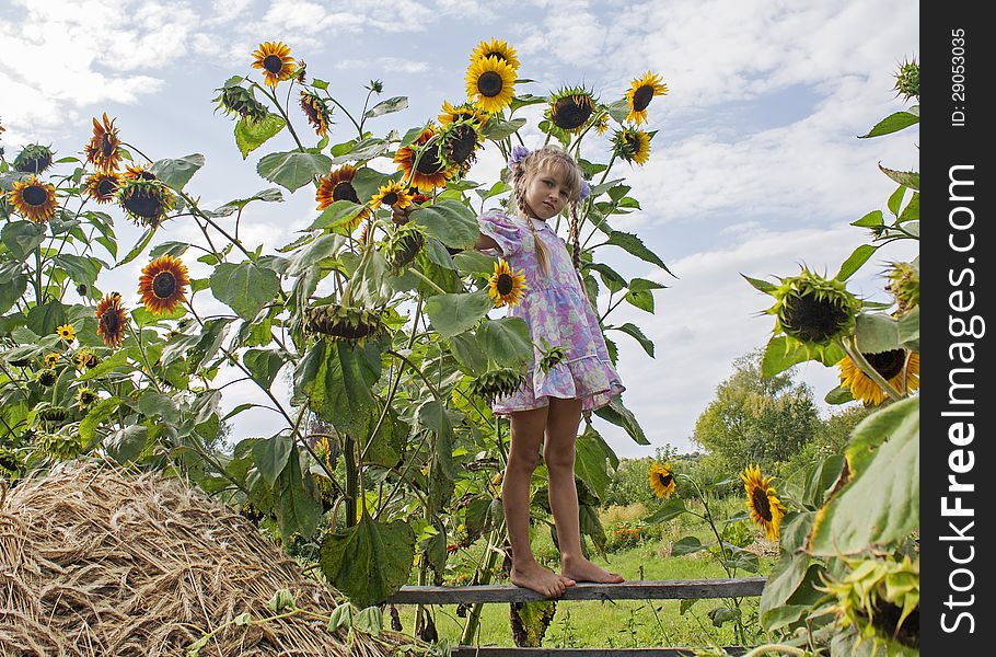 Small girl near sunflowers and stack of ears. Small girl near sunflowers and stack of ears