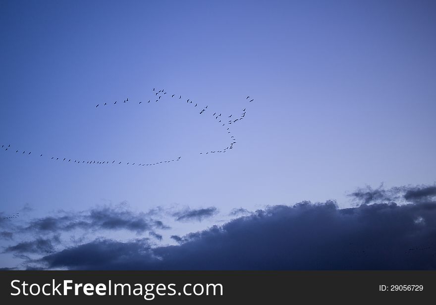 Geese returning to The Netherlands. Geese returning to The Netherlands.