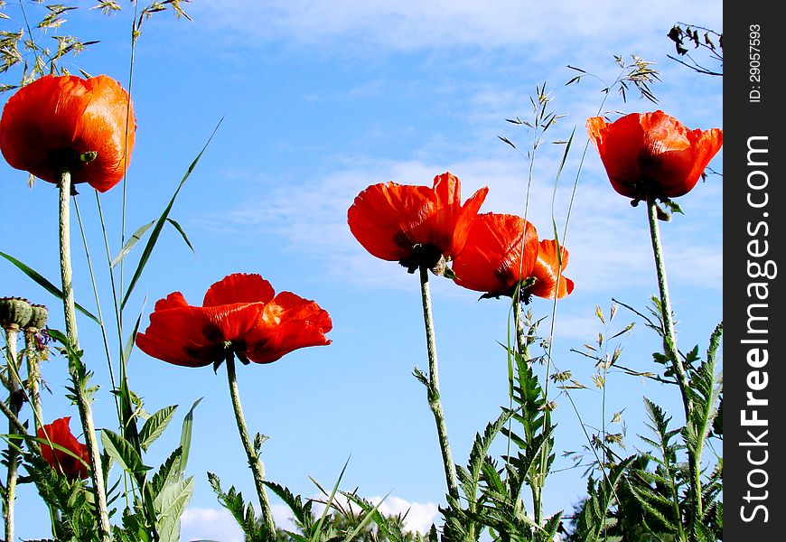 Red poppies blossom in a summer garden