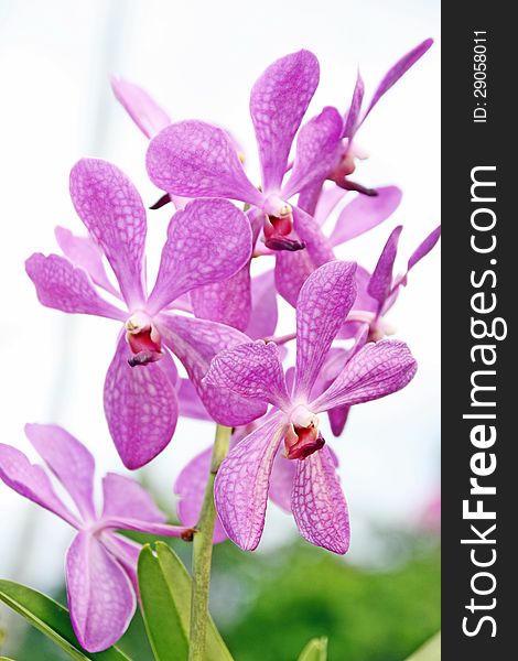 The image of scaly like orchid flowers which was taken from a part of a semi-popular recreational centers in Brunei Darussalam. The image of scaly like orchid flowers which was taken from a part of a semi-popular recreational centers in Brunei Darussalam.