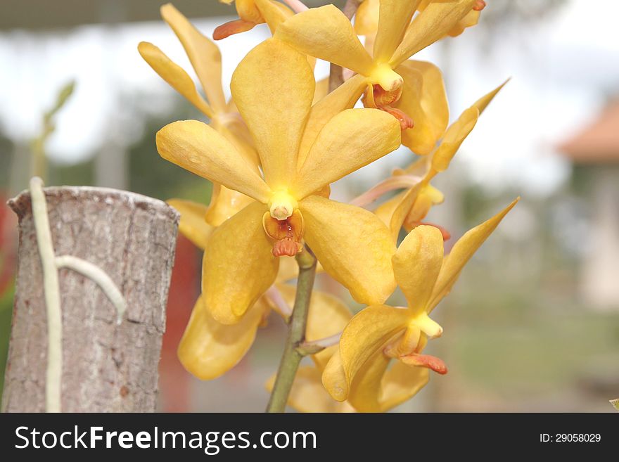 Golden Orchids