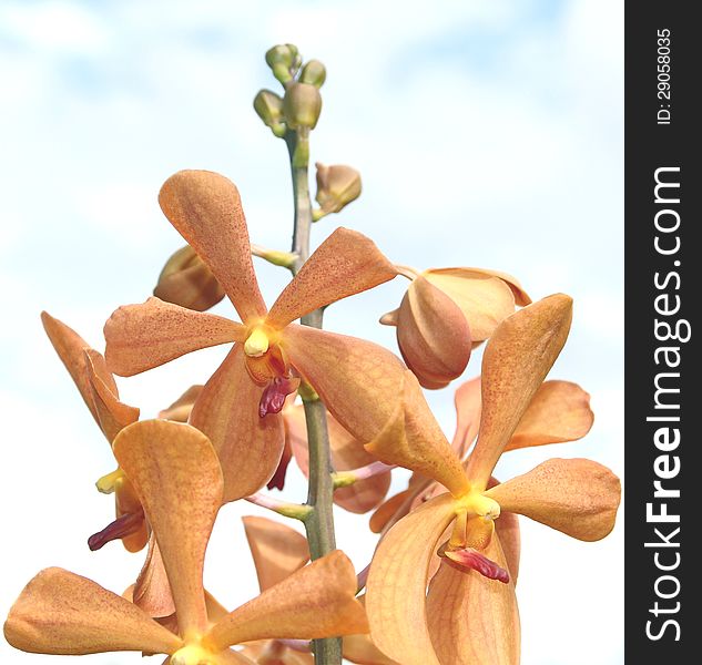 Cluster Of Orange Orchids