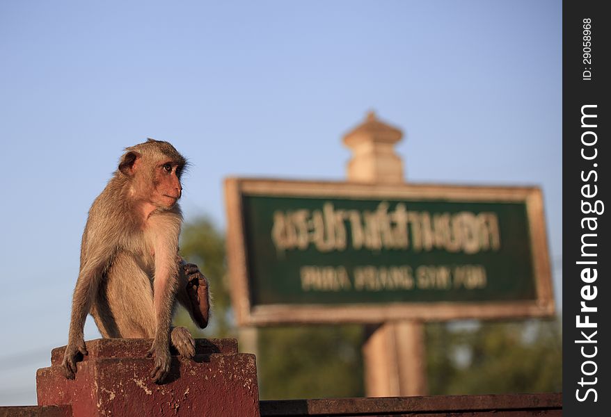 Monkey in Lop Buri Province Thailand