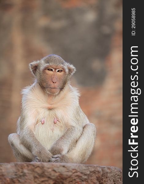 Monkey in Lop Buri Province Thailand