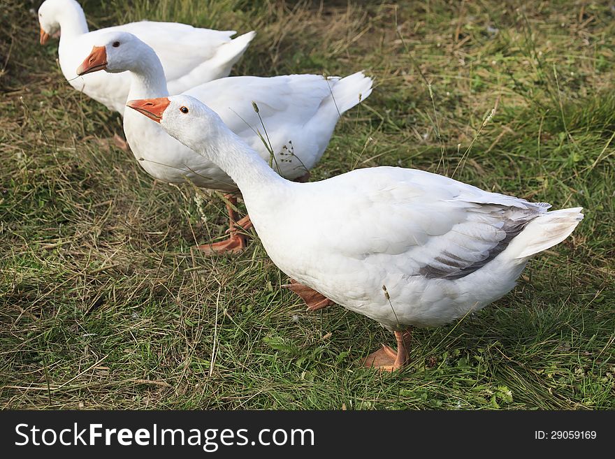 Herd Of White Domestic Geese