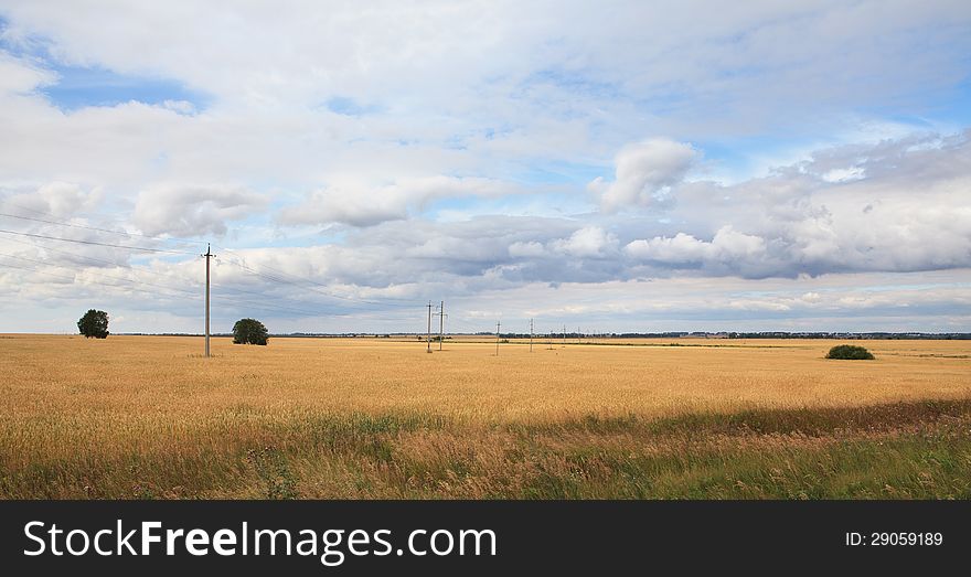 Field Of Ripe Wheat.