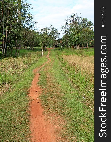 A dirt trail meanders along a raised roadbed between two marshy fields. A dirt trail meanders along a raised roadbed between two marshy fields.