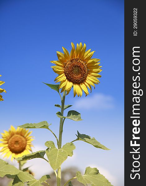 Sunflower And Blue Sky