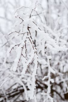 Winter Snow Branches Stock Image Winter Snow Branches Stock Image