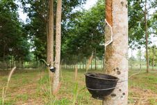 Tapping Latex From Rubber Tree Royalty Free Stock Image Tapping Latex From Rubber Tree Royalty Free Stock Image
