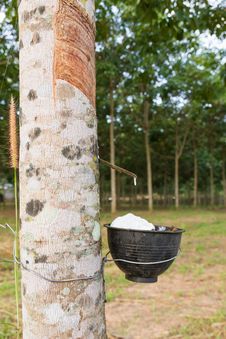 Tapping Latex From Rubber Tree Royalty Free Stock Photo Tapping Latex From Rubber Tree Royalty Free Stock Photo