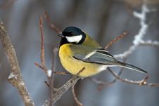Great Tit Stock Image