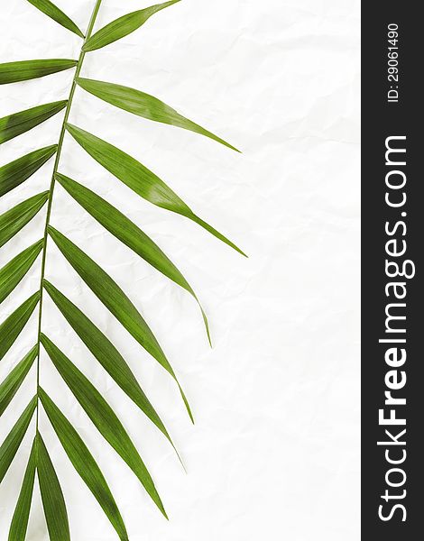 White crumpled paper background with palm leave