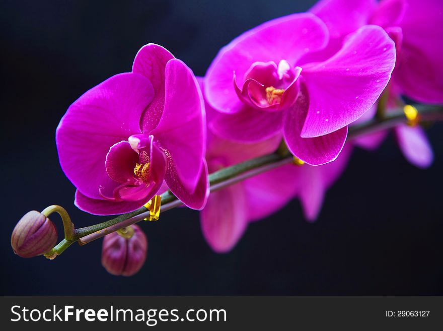 Close-up of purple blooming phalaenopsis