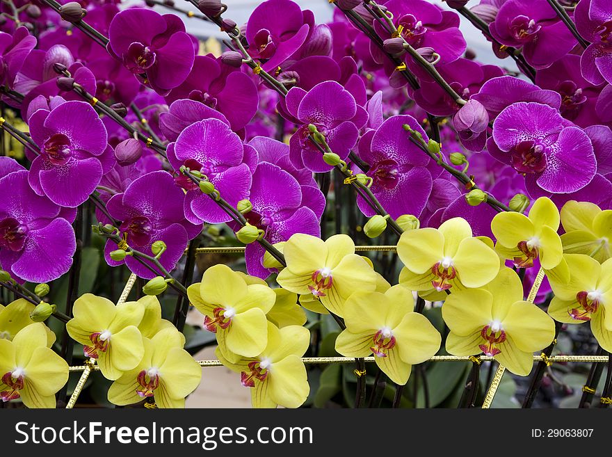 Butterfly orchids for sale in a flower shop during Chinese festival. Butterfly orchids for sale in a flower shop during Chinese festival