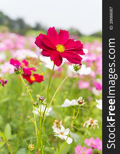 Field of red cosmos flowers in Thailand