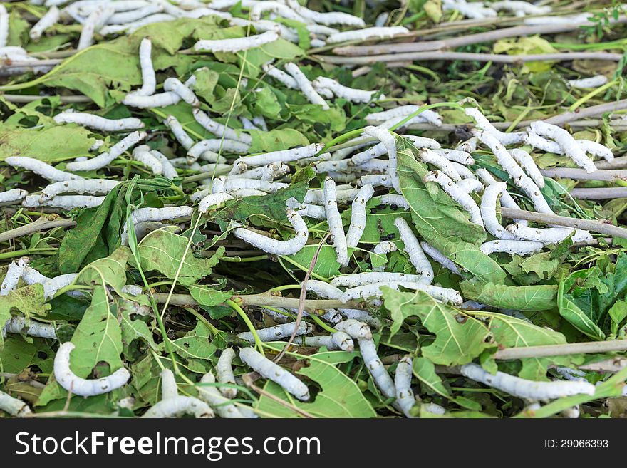 Close up Silkworm eating mulberry green leaf