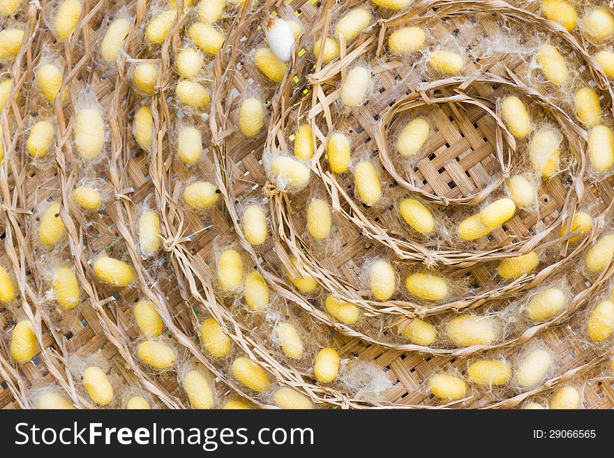 Group of silkworm cocoons nests.Bombycidae is a family of moths