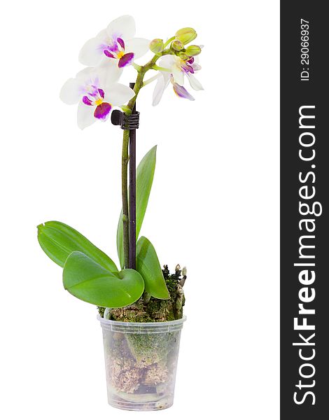 Blossoming plant of small orchid