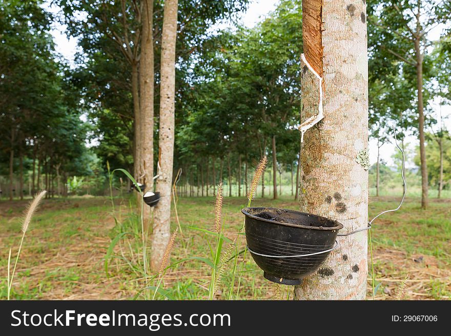 Close up of tapping latex from rubber tree in Thailand