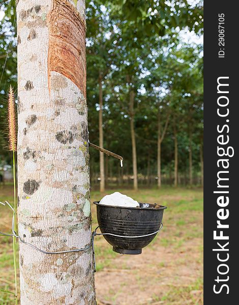 Close up of tapping latex from rubber tree in Thailand