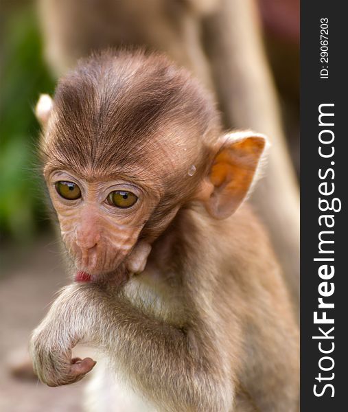 The Monkey Baby In Lopburi Of Thailand