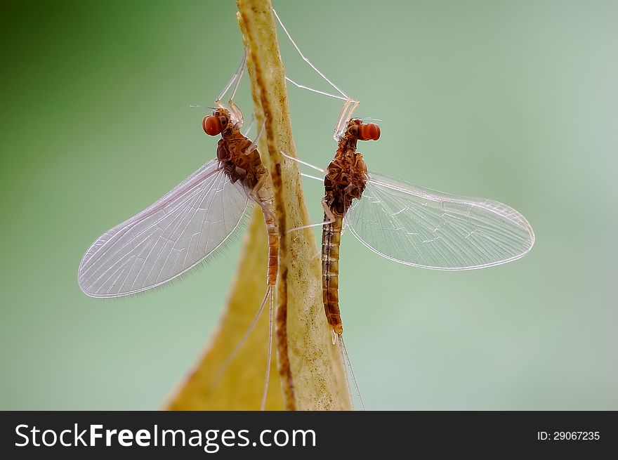 Mayfly or Ephemeroptera